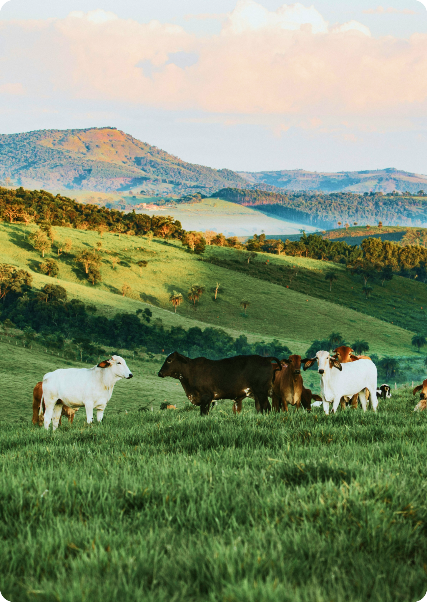 Image of cows in a field - brand and website